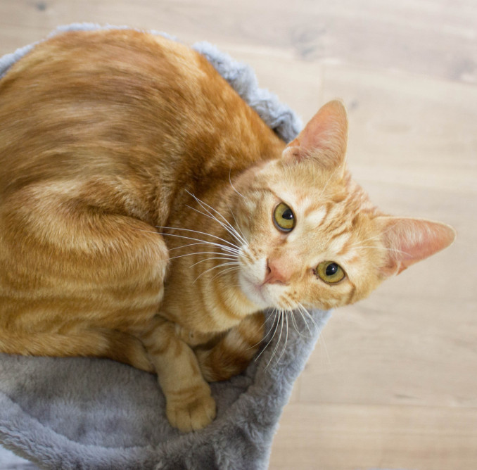 Ten reasons why you should rent with a pet